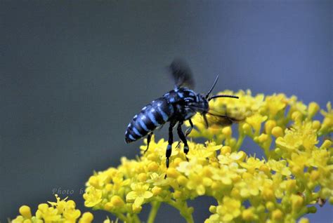 幸せを呼ぶ青い蜂💙 - 自然