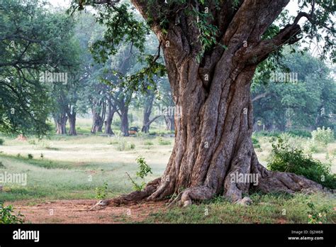 Tamarindus Indica Twisting Tamarind Tree Trunk In The Indian