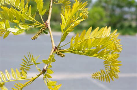 Gleditsia Triacanthos Acacia De 3 Espinas Usos Y Características