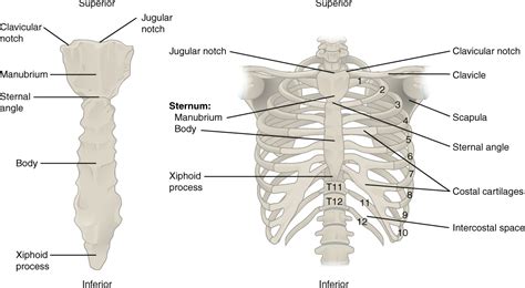 The second intercostal space, under the third rib. Picture Of What Is Under Your Rib Cage - Where Is The ...