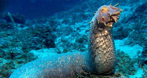 Sea cucumber — these are animals found on the ocean floor worldwide. List Of Most Terrifying Deep Sea Animals - Unique Nature ...