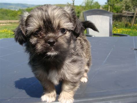 #shichi #shichi dog #shichipuppy s2e2 kyiah is a cute little puppy who makes everyone smile. Shih Tzu x Chihuahua Pups For Sale | Neath, Neath Port Talbot | Pets4Homes
