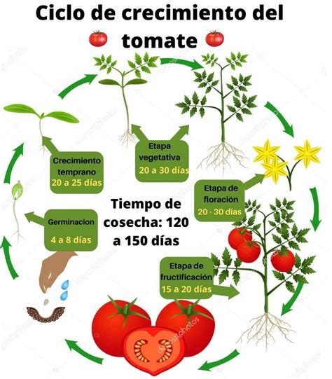 Etapas De Crecimiento Del Tomate Tu Huerto Urbano En Casa Planta