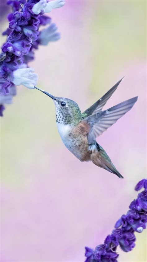 Flight Flowers Cute Hummingbird 720x1280 Wallpaper Hummingbird