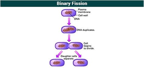 What Is Reproduction Definition And Types Of Reproduction