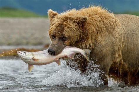Read common sense media's the jungle the parents' guide to what's in this movie. BEARS Movie Review: Another Winning Documentary from ...