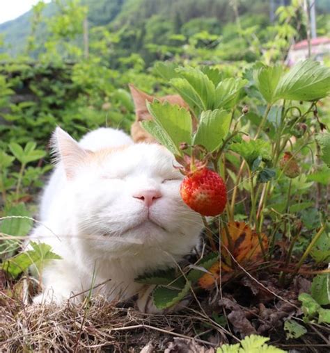 Strawberries are safe for cats to eat in moderation. Can Cats Eat Strawberries? Are Strawberries Safe For Cats ...
