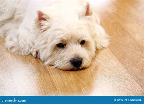 Funny White Dog At Home Stock Image Image Of Mother 13912471