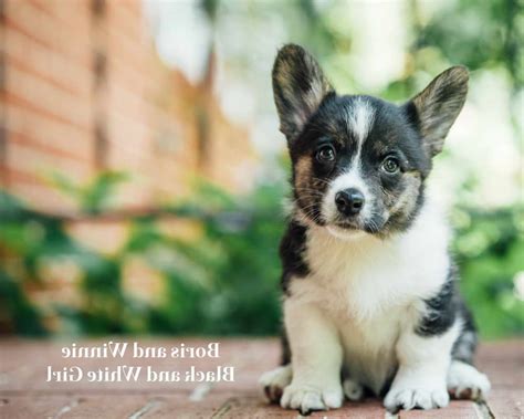 Corgi Puppies Maryland Petsidi