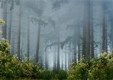 Bushes Fog Flowers Trees Forest Wallpapers Hd Desktop And Mobile