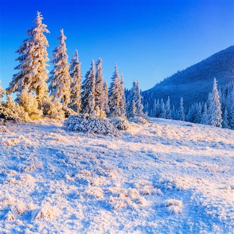 Magical Winter Snow Covered Tree Stock Photo Image Of Nature Hoar