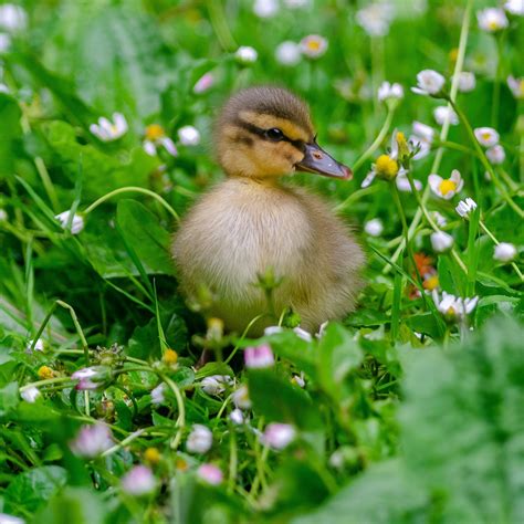 Duckling Duck Baby Free Photo On Pixabay Pixabay
