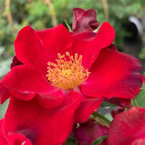 Bonica Shrub Rose Quality Roses Direct From Grower