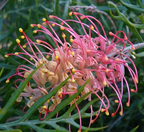 Pin By Sally Compton On Colour Me Pink Australian Native Plants