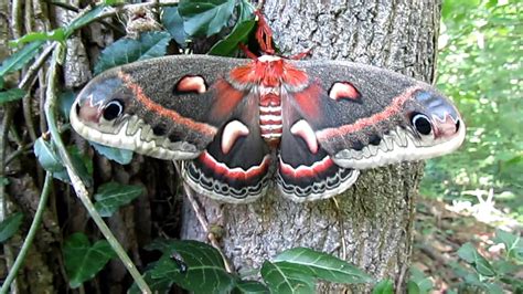 North Americas Largest Moth Youtube