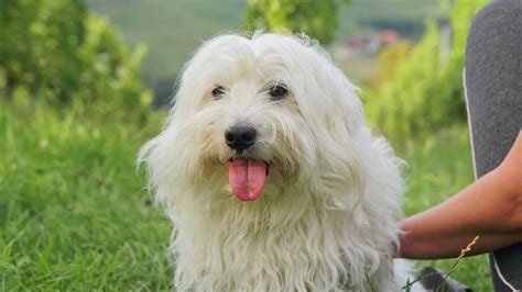 What Breed Of Dog Is A Coton De Tulear