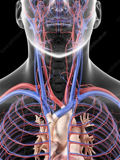 Blood Vessels In Neck Artwork Stock Image F0094028 Science