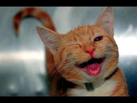 funny cat videos try not to laugh or grin [for kids ...