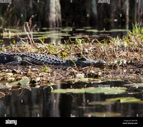 American Alligator In Natural Habitat In The Okefenokee Swamp Stock