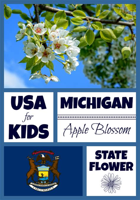 Michigan State Flower Apple Blossom By Usa Facts For Kids