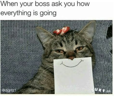 When Your Boss Ask You How Everything Is Going Urf Co 1 Grumpy Cat