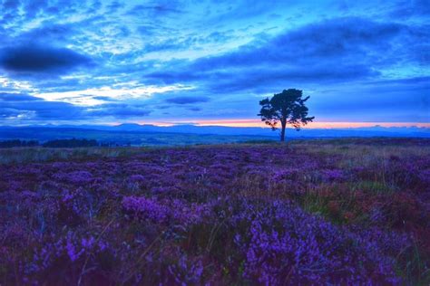 Heather At Sunset Near Stirling Sunset Outdoor Scotland