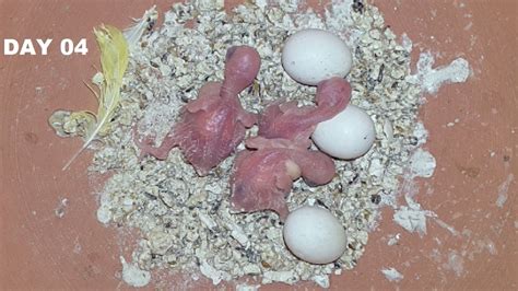 Budgie Babies Growth Stages Day 04 Eggs And New Born Budgie Chicks