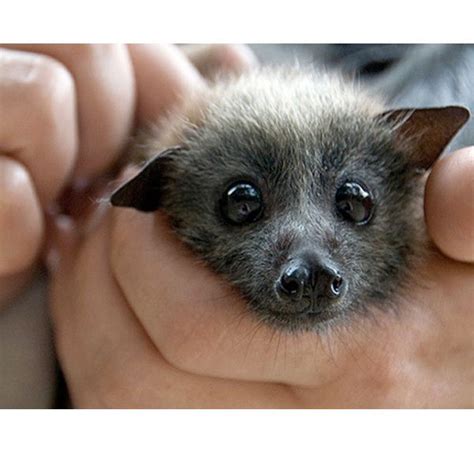 Baby Bat Baby Bats Cute Bat Fruit Bat