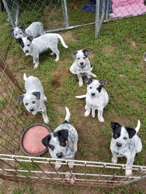 Two male red heeler aka australian cattle dog puppies still available! Blue Heeler Puppies For Sale In Texas - PetsWall