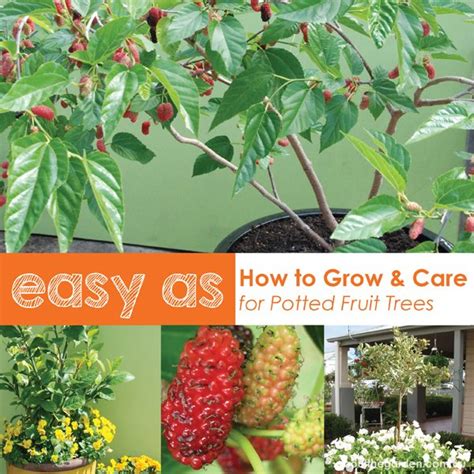 How To Grow Fruit Trees In Pots About The Garden Magazine