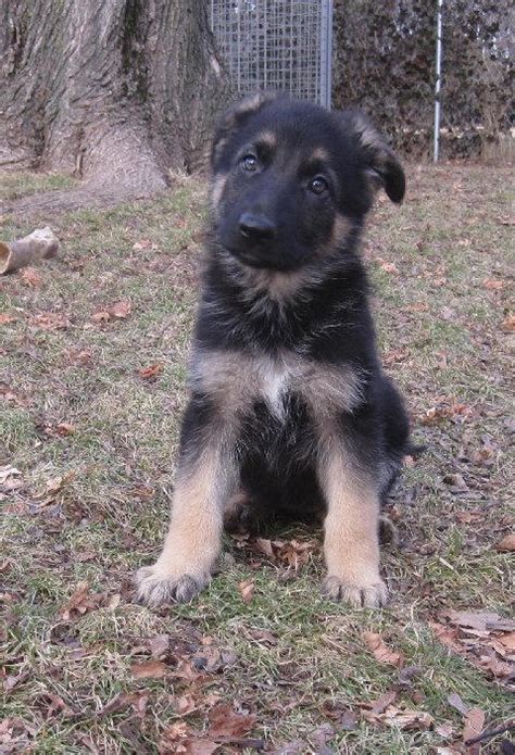 The german shepherd dog is the second most popular breed in the united states, and it's easy to see why. Mystra German Shepherds - Available German Shepherd ...