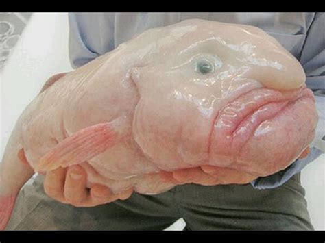 Contribute to tidyverse/blob development by creating an account on github. Weirdest Creatures On Earth - Boldsky.com
