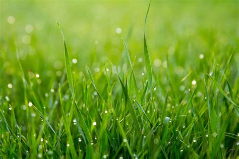 We did not find results for: How Often to Water New Grass Seeds | Detailde Guide - Beezzly