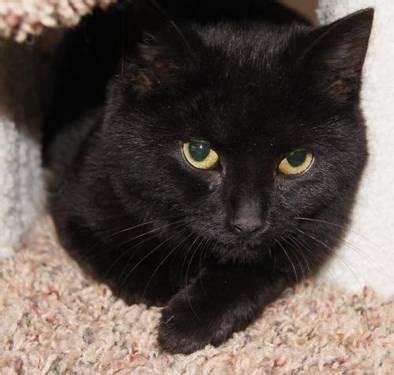 Hundreds more if a cat or kitten's medical history is unknown or if the kitty has not received initial medical care. Domestic Short Hair - Black - Eva - Small - Baby - Female ...