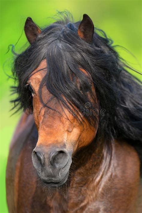Horse In Motion Stock Photo Image Of Beautiful Nature 102693370