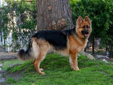 Get a boxer, husky, german shepherd, pug. King Shepherd Info, Temperament, Puppies, Pictures