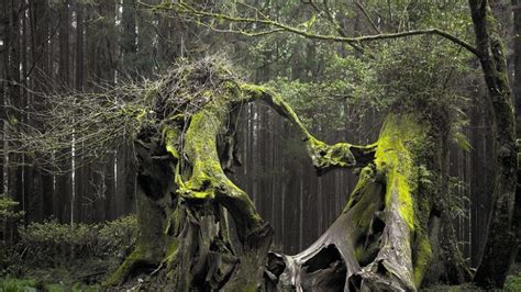 The 7 Most Scary Forest In The World Ngca Travel