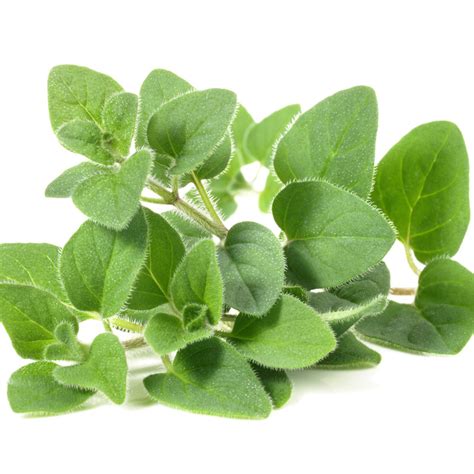 Oregano Transparent Background Png Cliparts Free Download Hiclipart