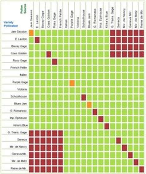 When a fruit tree can't pollinate itself, you need to partner it with another, different variety that blooms at the same time. Plum varieties and Charts on Pinterest