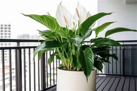 Are Peace Lilies Poisonous To Humans Indoor Plants World