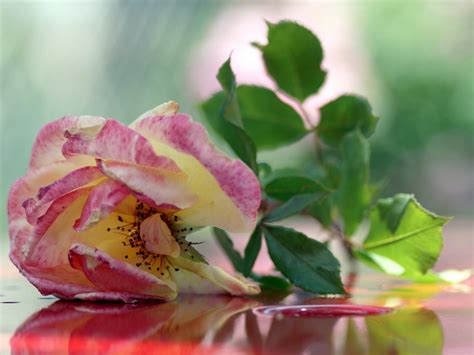 Rose Flowers Flower Roses Bokeh Landscape Nature Garden