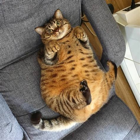 This Chunky Cat Named Manggo Will Steal Your Heart With Her Hilarious
