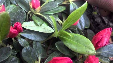 How to prune evergreen clematis. LAWNtalk101!!ep:how to prune an evergreen azalea ...