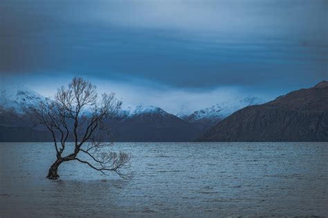 That Wanaka Tree Is Gorgeous Up Close And Personal Even In Winter