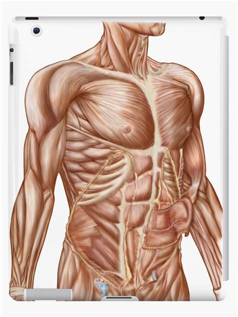 Learn about abdominal organs anatomy with free interactive flashcards. Abdominal Anatomy Muscles / Anatomy Of Human Abdominal ...