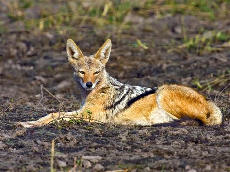 Jackal Animals Amazing Facts And Latest Pictures The Wildlife