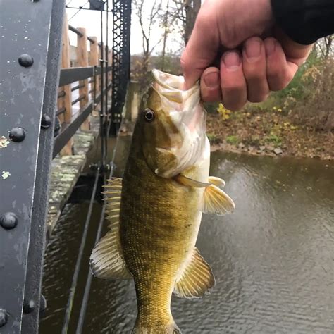 ᐅ Tittabawassee River fishing reports🎣• Saginaw, MI (United States) fishing