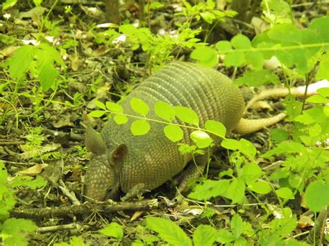 The main difference between pangolin and armadillo is that the pangolin is a order of mammals and armadillo is a family of mammals. Armadillo vs Pangolin fight comparison, who will win?