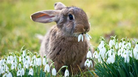 Explore and share the best bunny eating gifs and most popular animated gifs here on giphy. So hopping cute! Bunnies around the world - TODAY.com
