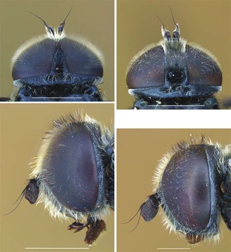 Eumerus Azabense Sp Nov Head A Male Holotype Dorsal View B